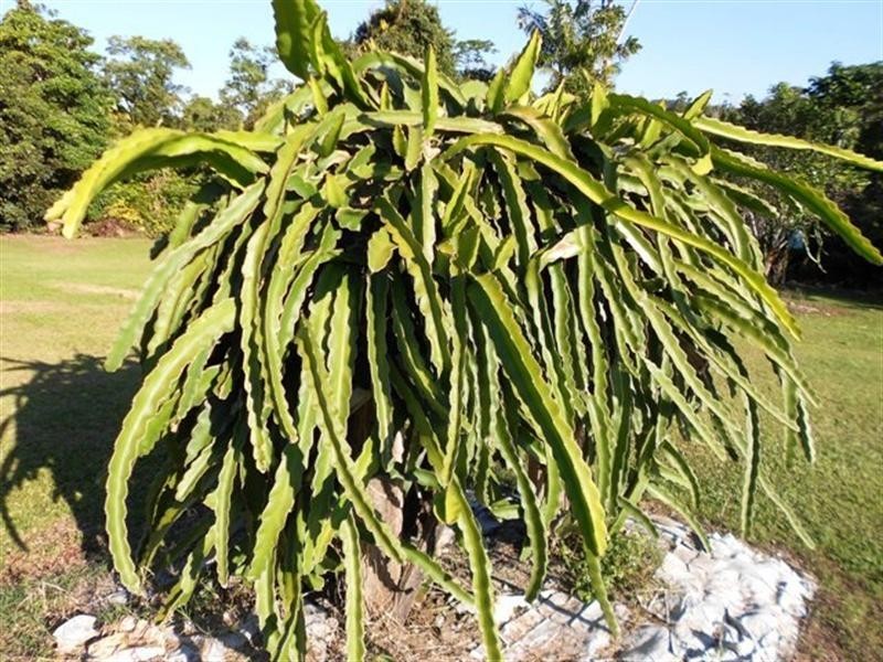 49 MENA CREEK, Mena Creek QLD 4871