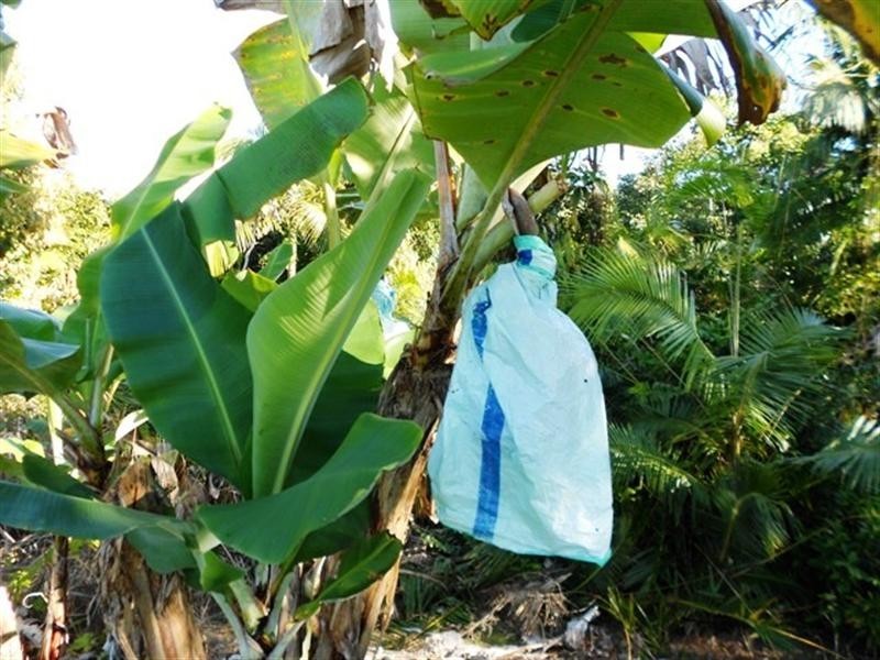 49 MENA CREEK, Mena Creek QLD 4871