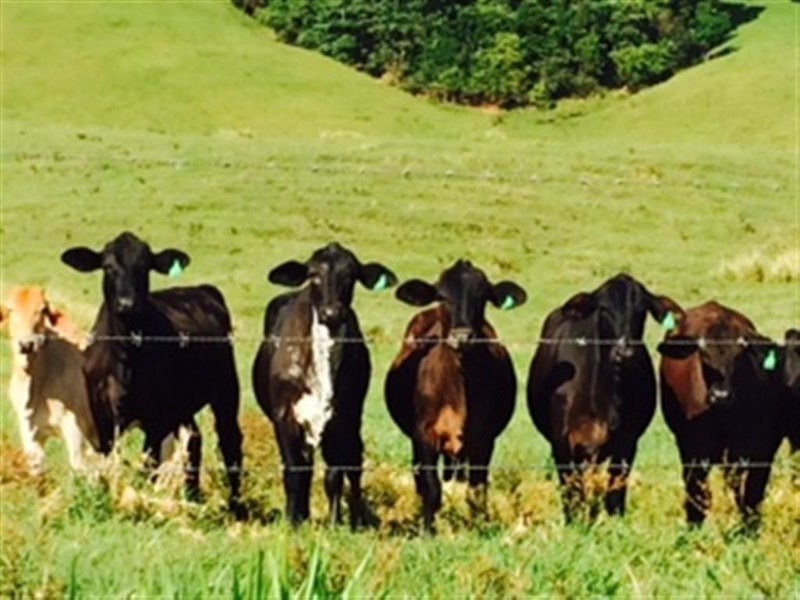 Lot 12 Bingil Bay Road, Midgeree Bar QLD 4852