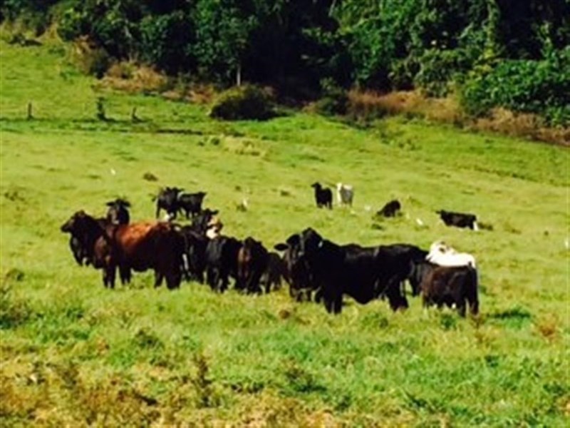 Lot 12 Bingil Bay Road, Midgeree Bar QLD 4852