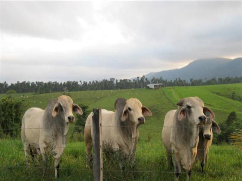 2323 Palmerston Highway, East Palmerston QLD 4860