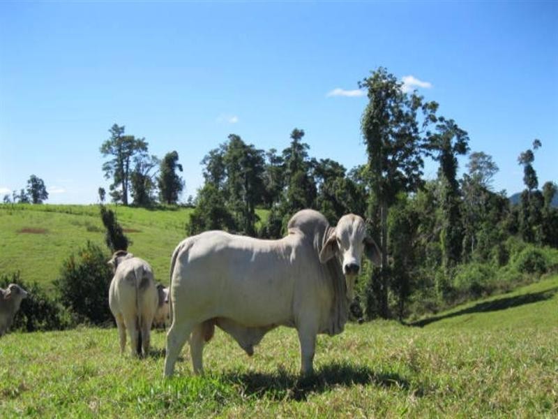 2323 Palmerston Highway, East Palmerston QLD 4860