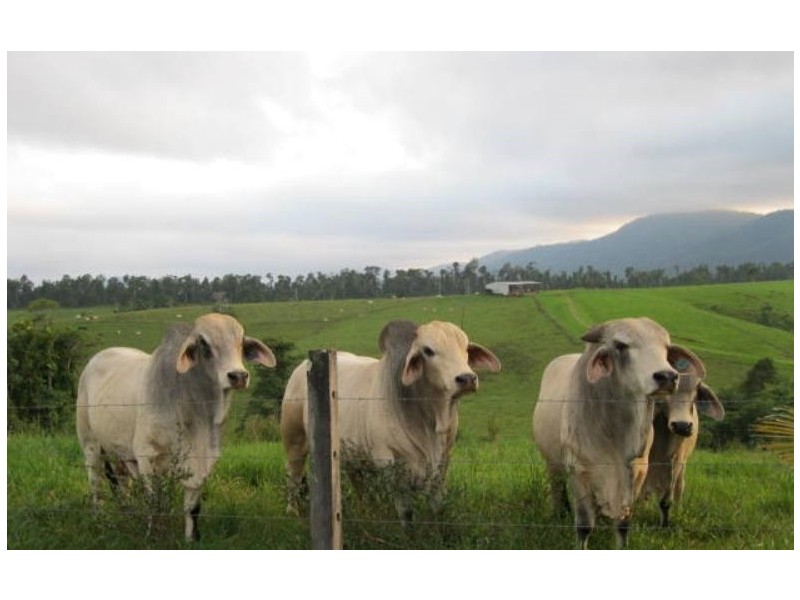 2323 Palmerston Highway, East Palmerston QLD 4860