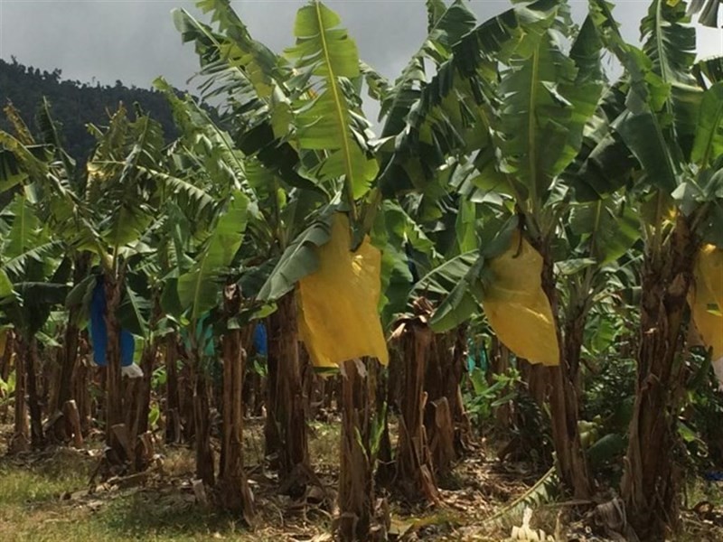 Lots Bingil Bay Road, Bingil Bay QLD 4852