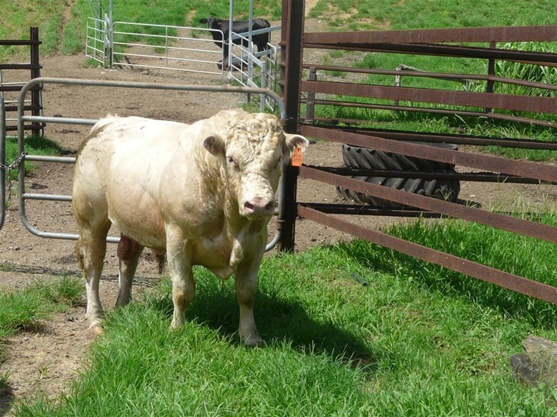 307 No 6 Branch Road, South Johnstone QLD 4859