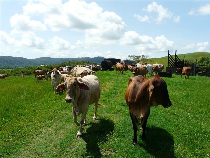 307 No 6 Branch Road, South Johnstone QLD 4859