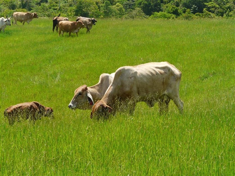 307 No 6 Branch Road, South Johnstone QLD 4859