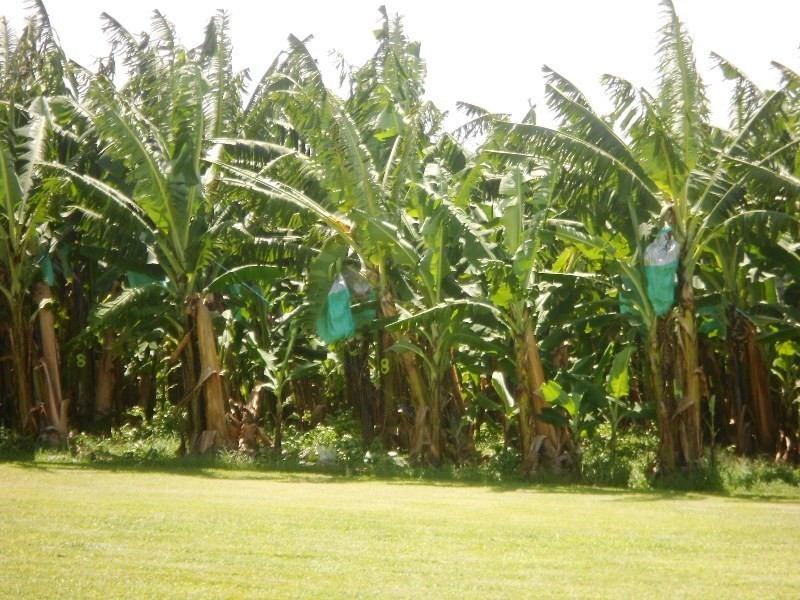 0 Grima, Currajah QLD 4871