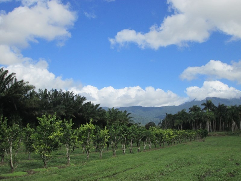 359 Kruckow Road, East Russell QLD 4861