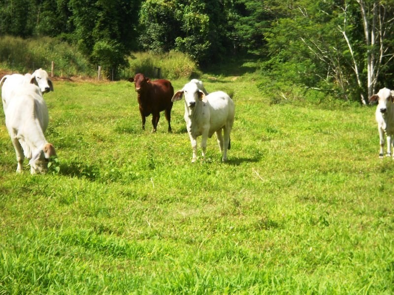 541 Mena Creek, Mena Creek QLD 4871