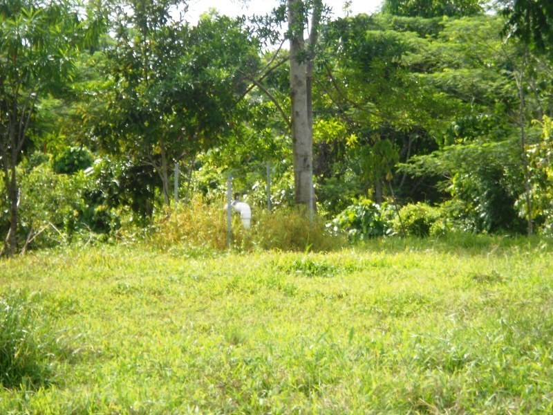 541 Mena Creek, Mena Creek QLD 4871