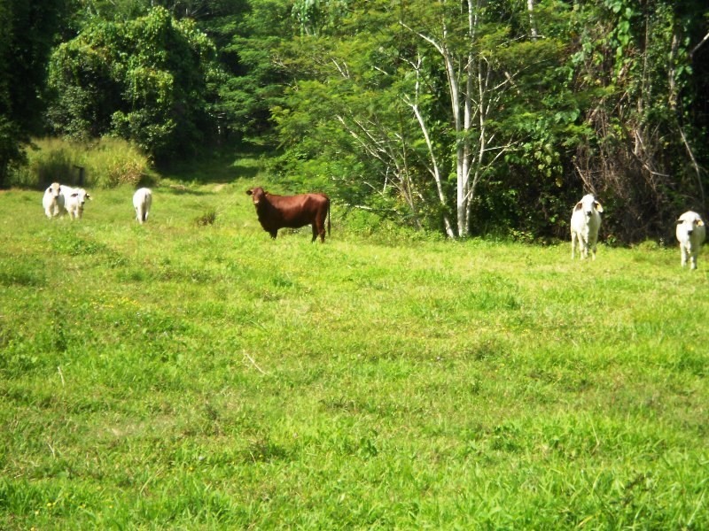 541 Mena Creek, Mena Creek QLD 4871