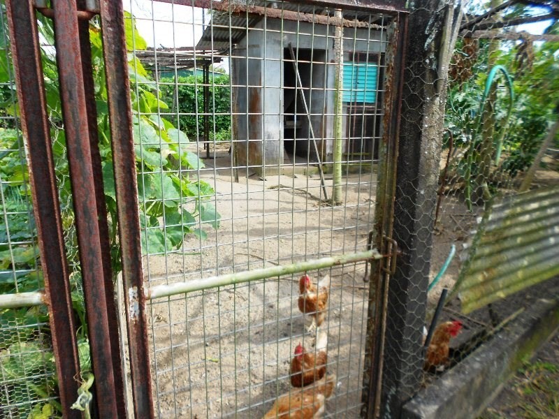 2 ALBA, Innisfail QLD 4860