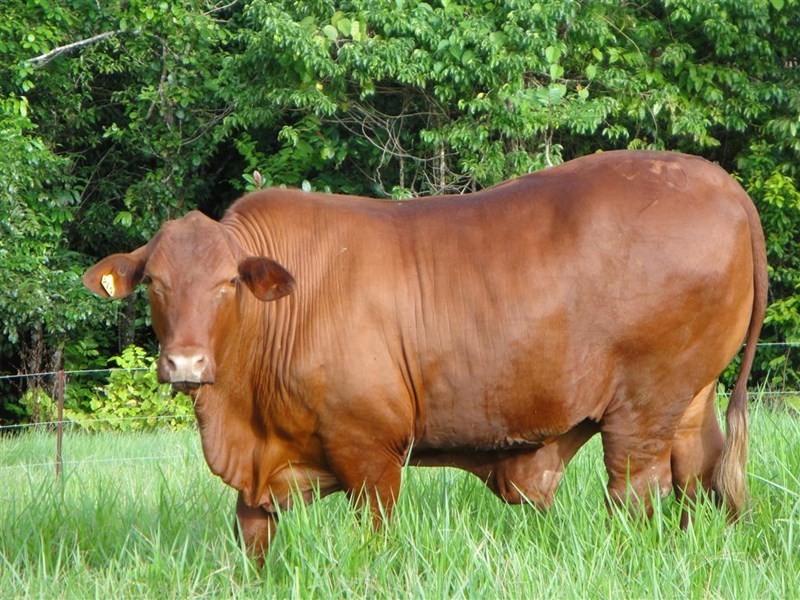 83 Knust Road, Woopen Creek QLD 4871