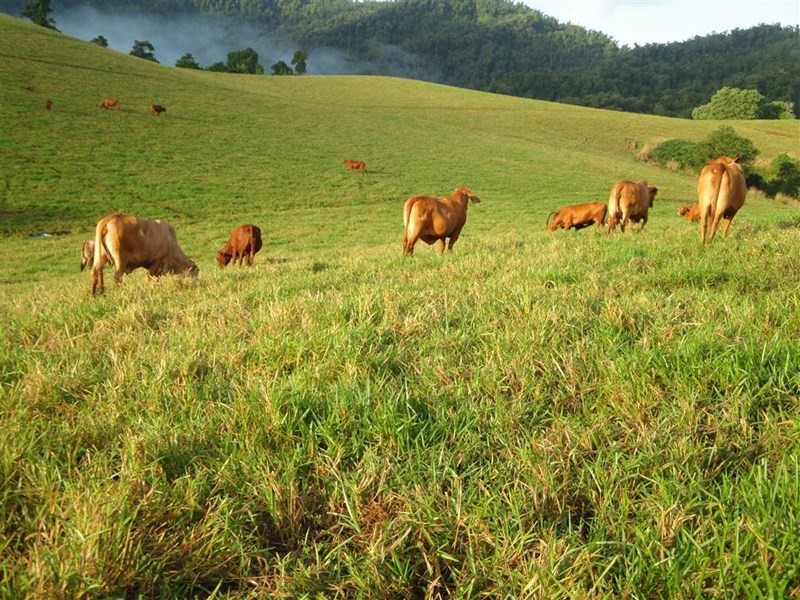 83 Knust Road, Woopen Creek QLD 4871