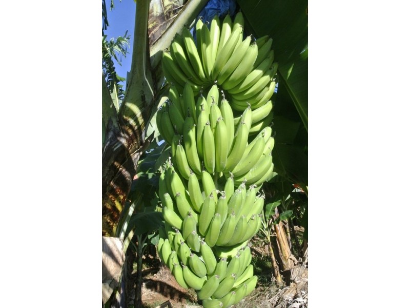 80 UTCHEE CREEK Road, Utchee Creek QLD 4871