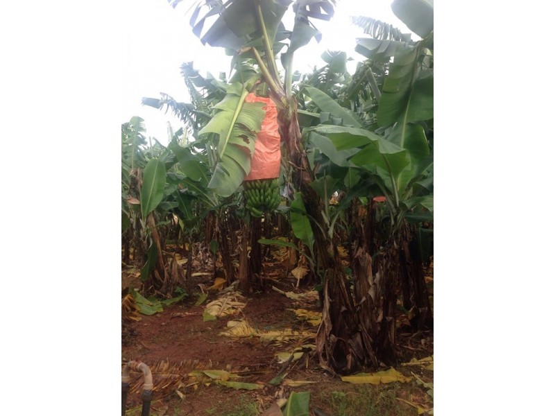 80 UTCHEE CREEK Road, Utchee Creek QLD 4871