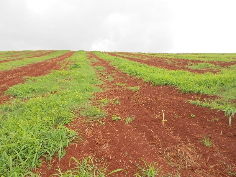 80 UTCHEE CREEK Road, Utchee Creek QLD 4871