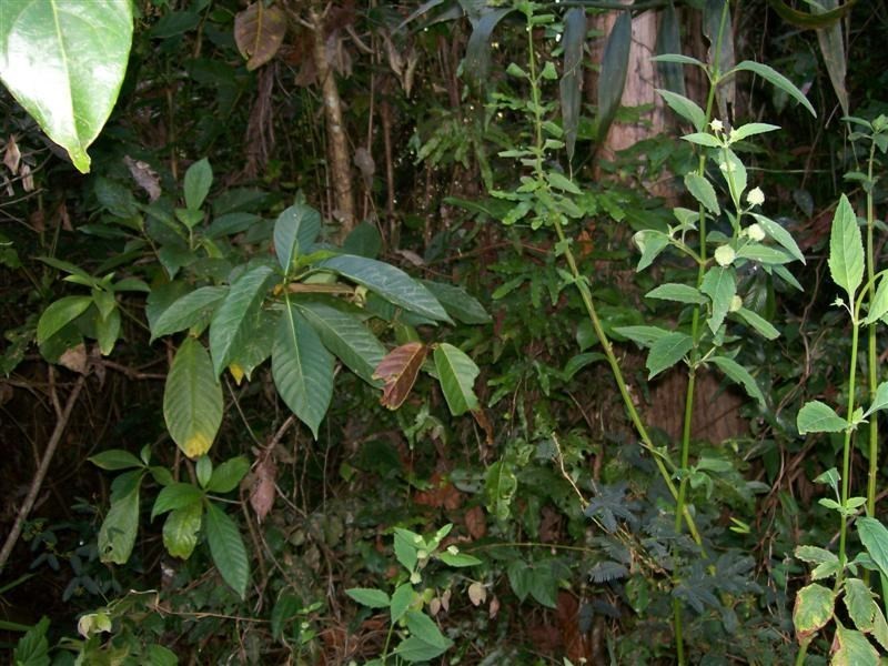 Lot 9 Rainforest Drive, Jubilee Heights, Innisfail QLD 4860