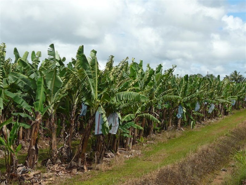 Lots Eubenangee and McCowatt Road, Eubenangee QLD 4860