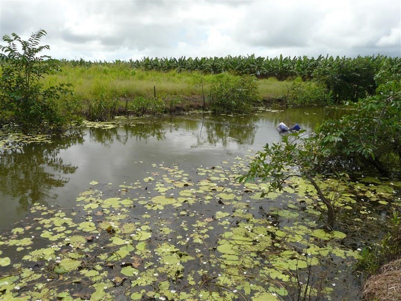 Lots Eubenangee and McCowatt Road, Eubenangee QLD 4860