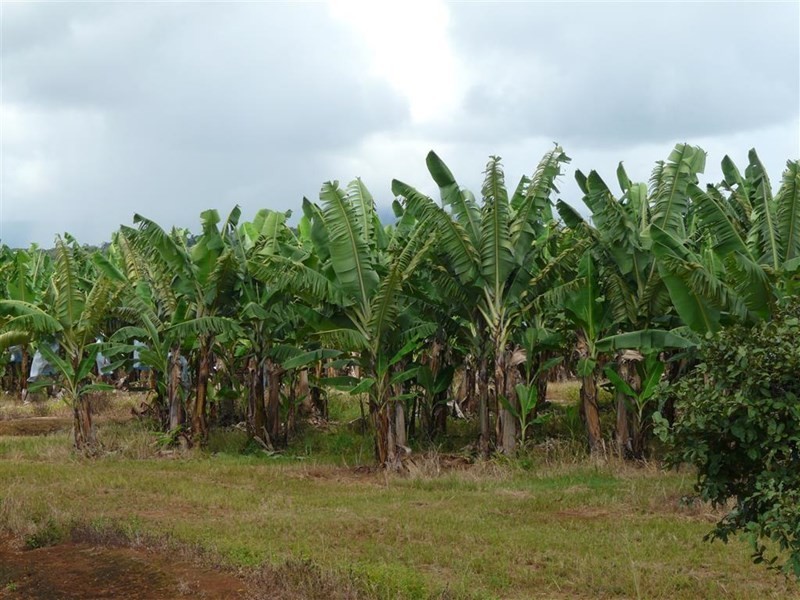 Lots Eubenangee and McCowatt Road, Eubenangee QLD 4860