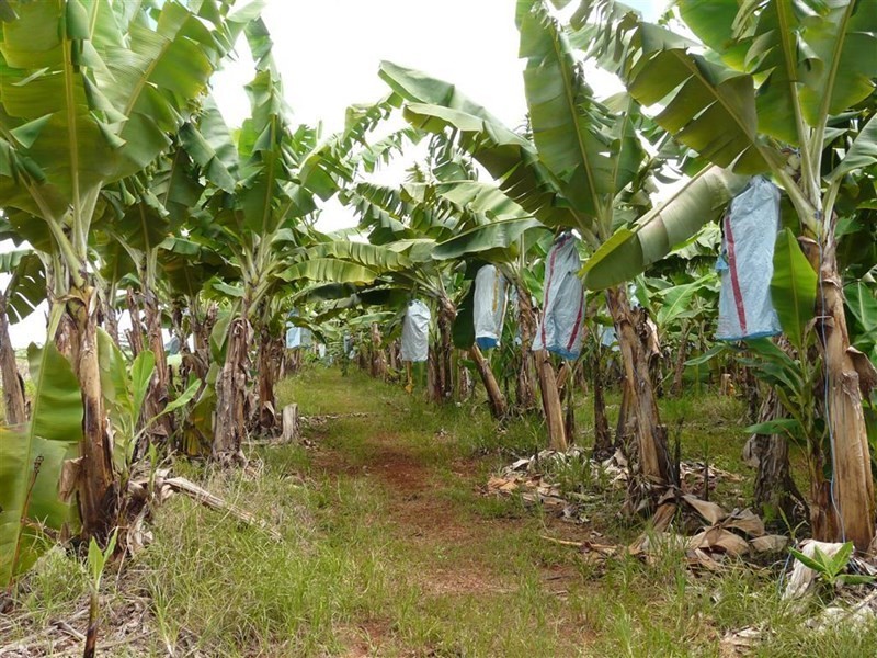 Lots Eubenangee and McCowatt Road, Eubenangee QLD 4860