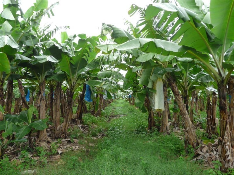 Lot 1 Old Ferry Road, Sundown QLD 4860