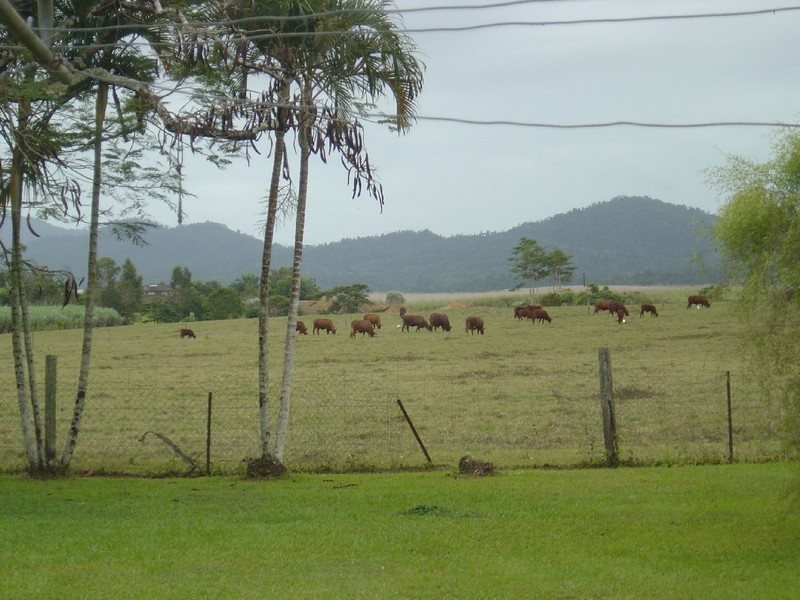 43 CAMPBELL, Innisfail QLD 4860