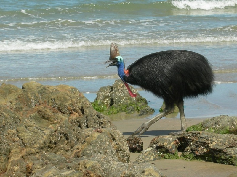 1 ETTY BAY, Innisfail QLD 4860