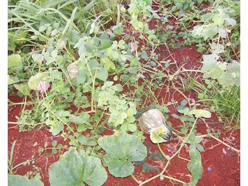 34 Dinner Creek Road, Garradunga QLD 4860