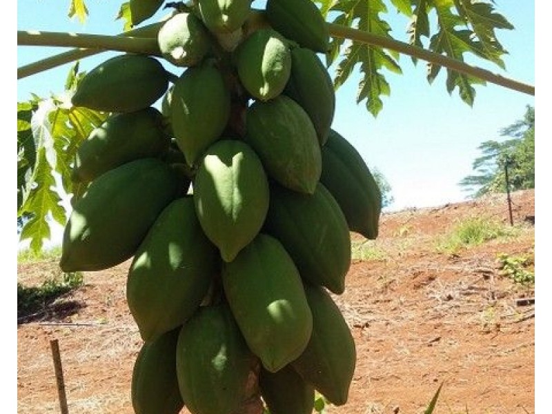 34 Dinner Creek Road, Garradunga QLD 4860