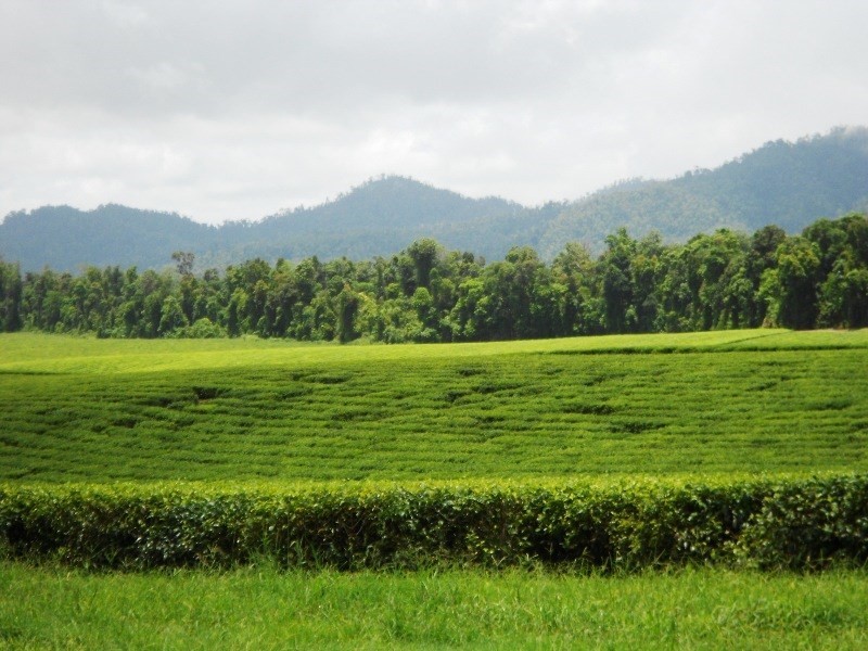 0 PALMERSTON, East Palmerston QLD 4860