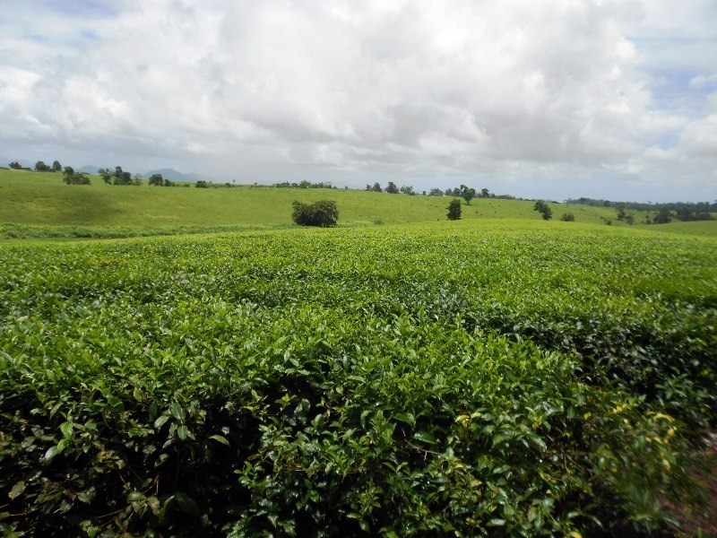 0 PALMERSTON, East Palmerston QLD 4860