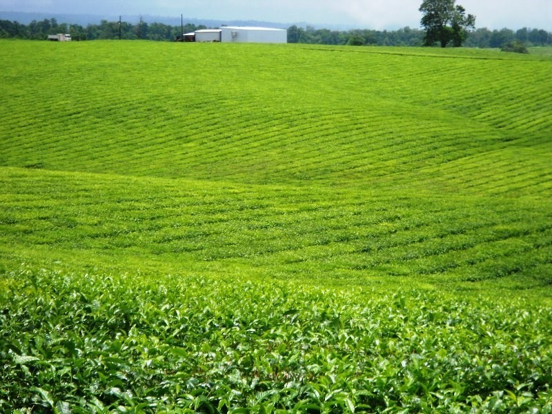 0 PALMERSTON, East Palmerston QLD 4860