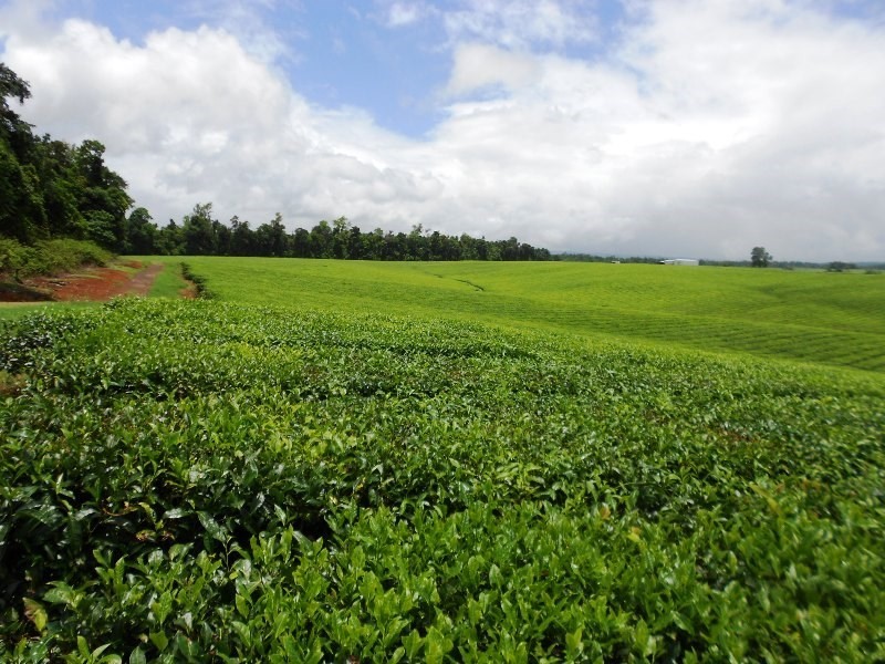 0 PALMERSTON, East Palmerston QLD 4860