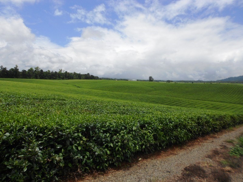 0 PALMERSTON, East Palmerston QLD 4860