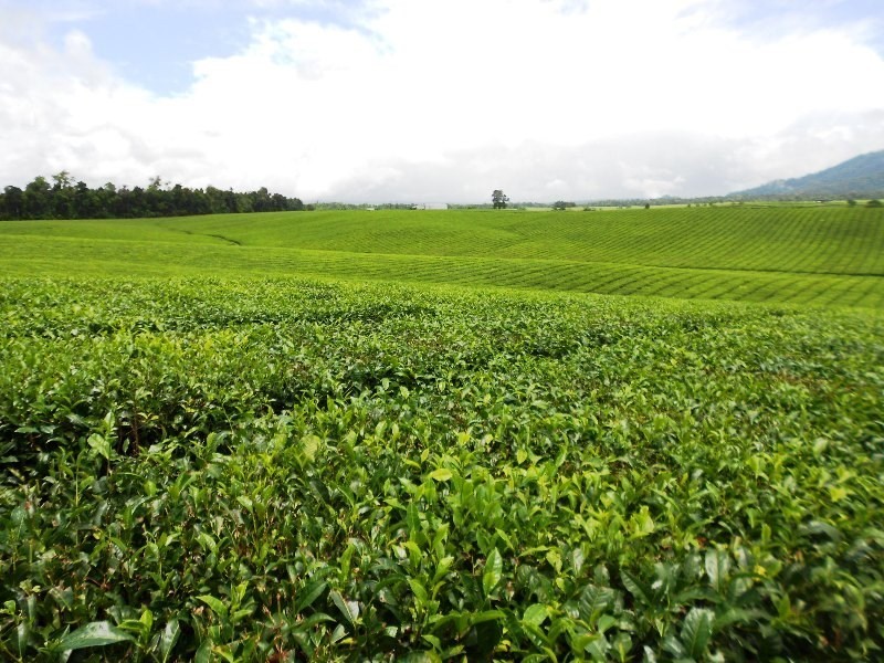 0 PALMERSTON, East Palmerston QLD 4860