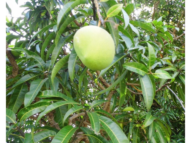 11 HAWTHORNE, Kurrimine Beach QLD 4871