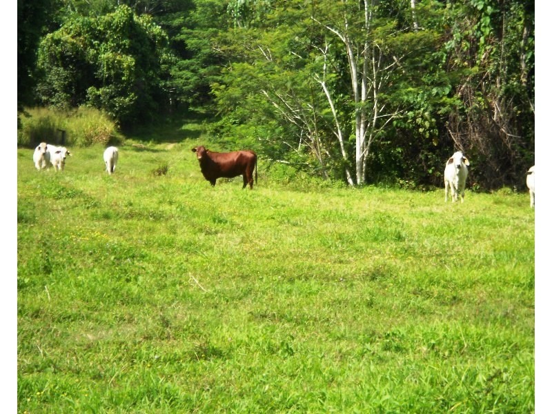 541 Mena Creek, Mena Creek QLD 4871