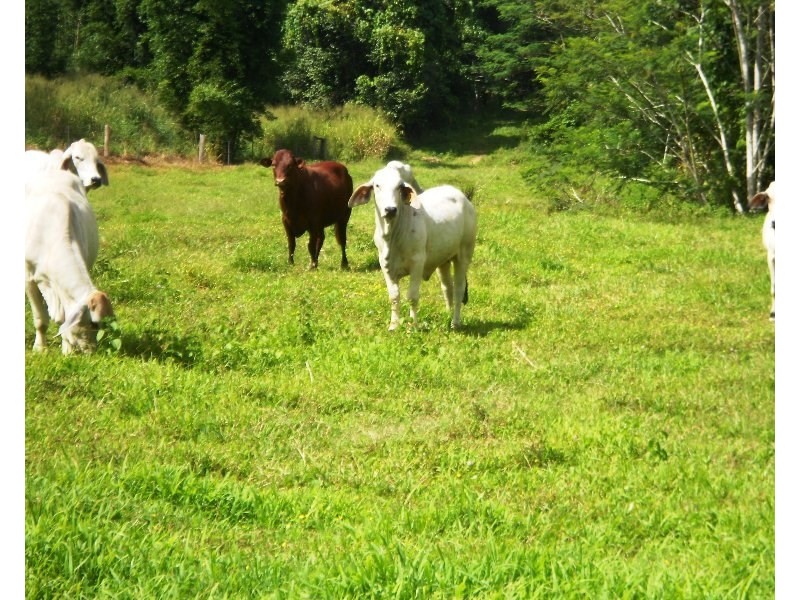 541 Mena Creek, Mena Creek QLD 4871