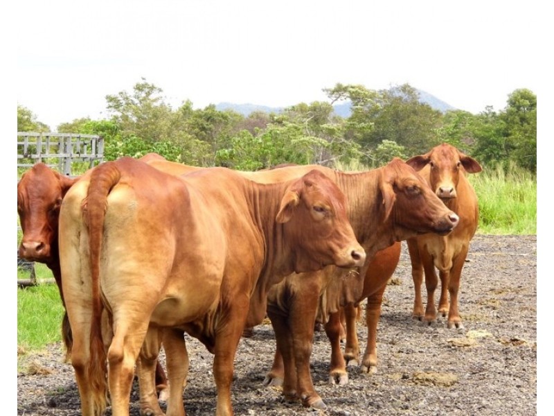 0 LOUIS, South Innisfail QLD 4860