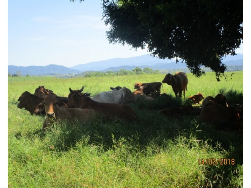 435 Six Branch Road, South Johnstone QLD 4859