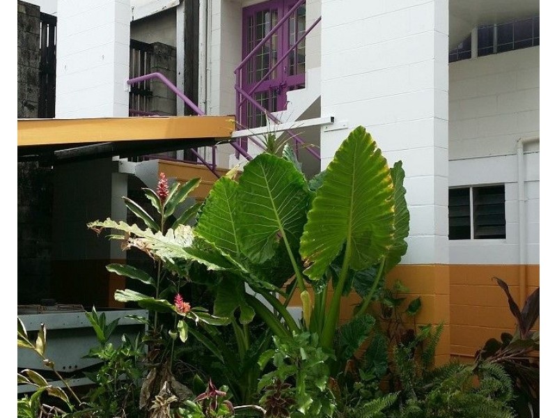 56 RANKIN, Innisfail QLD 4860