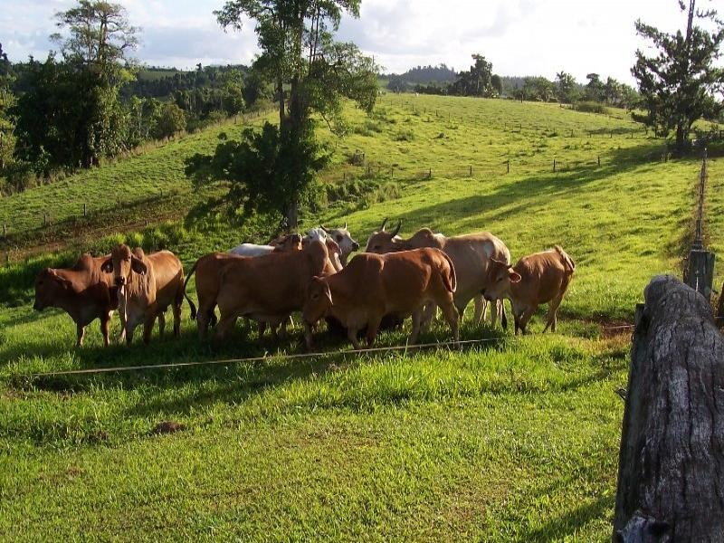 159 Ducrot Road, Innisfail QLD 4860