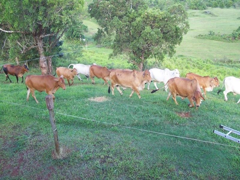 159 Ducrot Road, Innisfail QLD 4860