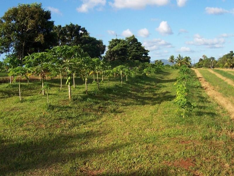 159 Ducrot, Innisfail QLD 4860