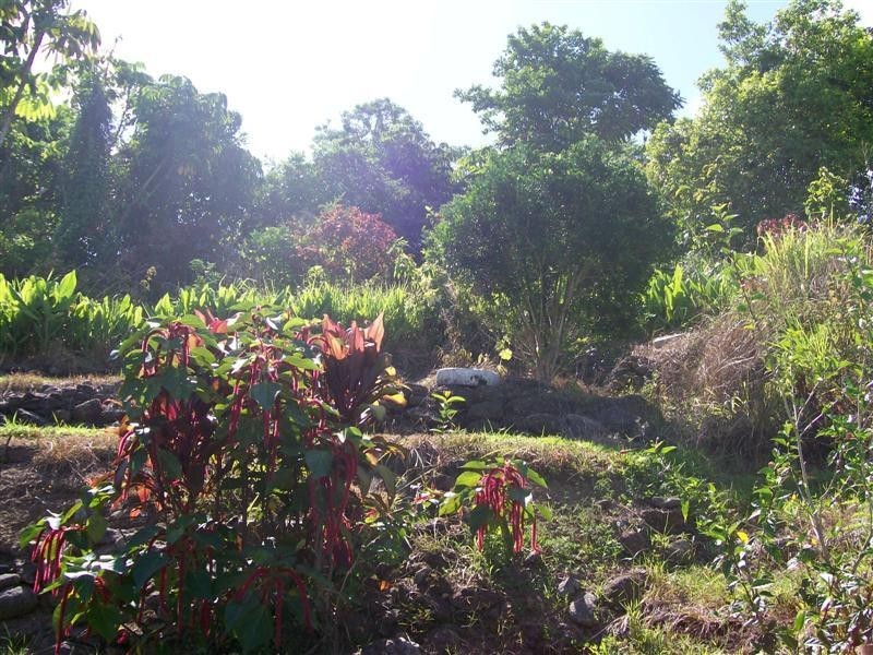 42 Angus St, Babinda, Innisfail QLD 4860