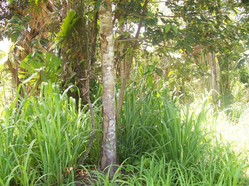 8 Vandeleur Close, Innisfail QLD 4860