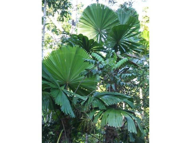 L15 Jubilee Road, Jubilee Heights, Innisfail QLD 4860